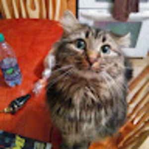 Meet your Posher, King